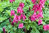 DICENTRA KING OF HEARTS