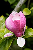 MAGNOLIA SOULANGEANA RUSTICA RUBRA