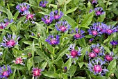 CENTAUREA MONTANA