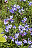 LITHODORA BLUE STAR