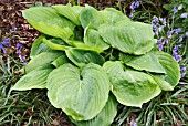 HOSTA SUN AND SUBSTANCE