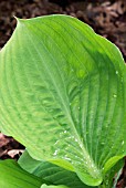 HOSTA SUN AND SUBSTANCE