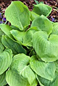 HOSTA SUN AND SUBSTANCE