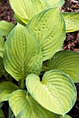 HOSTA GOLD STANDARD