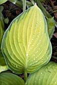 HOSTA GOLD STANDARD