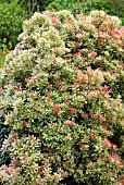 PIERIS JAPONICA VARIEGATA