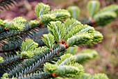 ABIES DELAVAYI