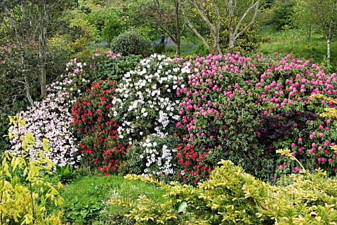 RHODODENDRONS_IN_FLOWER_AT_GLENWHAN_GARDENS