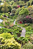 THE BOG GARDEN AT GLENWHAN GARDENS