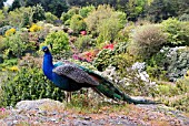 PEACOCK IN GLENWHAN GARDENS