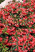 RHODODENDRON FABIA