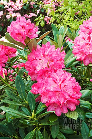 RHODODENDRON_SNEEZY