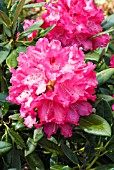 RHODODENDRON SNEEZY