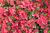 RHODODENDRON VUYKS SCARLET