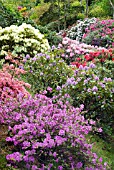 RHODODENDRONS IN THE WOODLAND AT GLENWHAN GARDENS