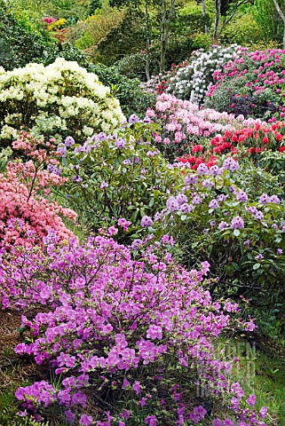 RHODODENDRONS_IN_THE_WOODLAND_AT_GLENWHAN_GARDENS