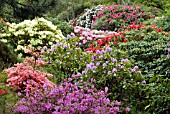 RHODODENDRONS IN THE WOODLAND AT GLENWHAN GARDENS