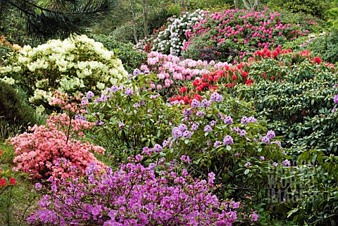 RHODODENDRONS_IN_THE_WOODLAND_AT_GLENWHAN_GARDENS