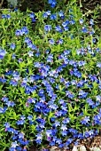 LITHODORA DIFFUSA HEAVENLY BLUE