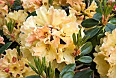 RHODODENDRON NANCY EVANS