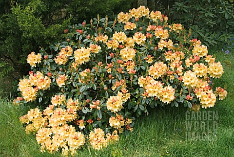 RHODODENDRON_NANCY_EVANS