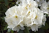 RHODODENDRON PHYLLIS KERN