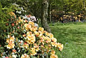 GLENWHAN GARDENS IN LATE SPRING
