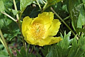 PAEONIA LUTEA