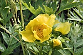 PAEONIA LUTEA