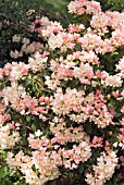 RHODODENDRON PERCY WISEMAN