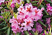 RHODODENDRON VINELAND