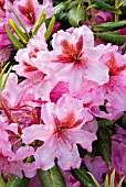 RHODODENDRON VINELAND