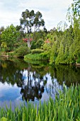 EUCALYPTUS TREE REFLECTED IN THE LOCH AT GLENWHAN GARDENS