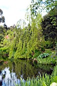 FAGUS PENDULA BY THE LOCHSIDE AT GLENWHAN GARDENS