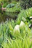 WATERSIDE PLANTS - LYSICHITON AND IRIS PSEUDACORUS