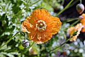 MECONOPSIS CAMBRICA FLORE-PLENO