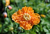 MECONOPSIS CAMBRICA FLORE-PLENO