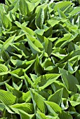 HOSTA NIGRESCENS