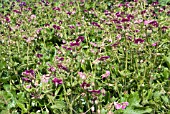 GERANIUM PHAEUM ROSE MADDER