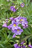 POLEMONIUM REPTANS LAMBROOK MAUVE