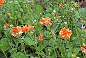 GEUM CHILOENSE DOLLY NORTH