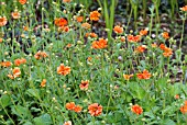 GEUM CHILOENSE DOLLY NORTH