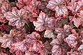 HEUCHERA MONTROSE RUBY