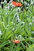 PAPAVER FIREBALL