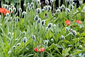 PAPAVER FIREBALL