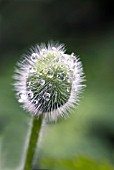 PAPAVER FIREBALL FLOWERBUD WITH RAINDROPS