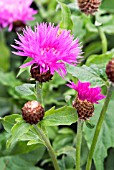 CENTAUREA HYPOLEUCA JOHN COUTTS