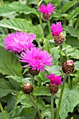 CENTAUREA HYPOLEUCA JOHN COUTTS