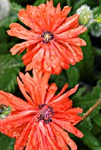 PAPAVER FIREBALL