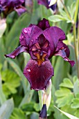 IRIS LANGPORT WREN